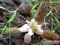 Morel industry booms in Pingquan City, Hebei Province of China