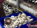 Minle County, Gansu Province: White mushrooms come through brick sales