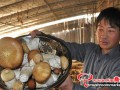 Stropharia rugosannulata cultivation is settled as the poverty-alleviation industry