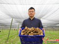 Start up Morel farming and lead villagers to grow rich