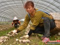 Sichuan of China: Morels are about to pay a visit abroad