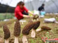 It is the picking period of Morel mushroom in Xuan’en County, Hubei of China
