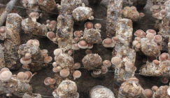 Shiitake cultivation reveals a boomi