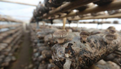 Shiitakes cultivated in solar greenhouse are in vogue