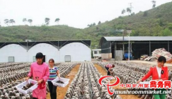 Mushroom industry hastens farmers to