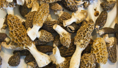 Morel harvest brings about fat profits