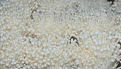 Find ways to control thin and weak mycelia growth on Enoki mushroom growing