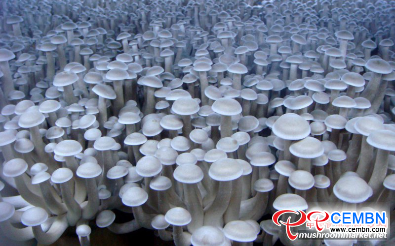 图片7