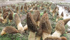 Artificial Cultivation Technology of Morel mushroom in China