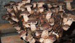 2016 China's Mushroom Industry Development Report