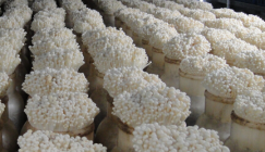 Project that annually outputs 50,000 tons of mushrooms was formally put into production