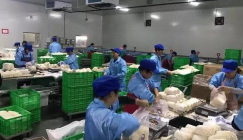 20 tons of Enoki mushroom are daily produced on this automatic production line