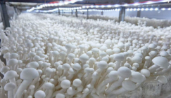 Mushrooms shoulder the industrial pattern that values 5 billion CNY