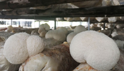 How to prevent and control fruiting bodies of Hericium mushroom from turning red and yellow?