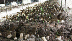 Two key elements that guarantee the success of Morels cultivation in early spring