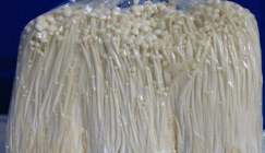 Shandong Huangshan Market: Analysis of Mushroom Price