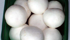 Jiangsu Lingjiatang Market: Analysis of Mushroom Price