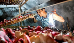 Fujian Province: Russula mushrooms are coming into season