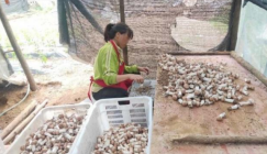 Agaricus blazei cultivation is fattening poor households’ wallet