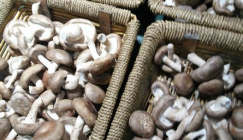 Anhui Fuyang Logistic Center of Agricultural Products: Analysis of Mushroom Price