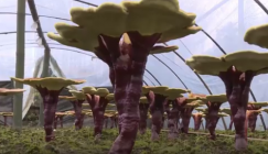 Artificial cultivation of Reishi mushroom yields a better tomorrow